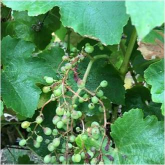 [foto de la noticia]