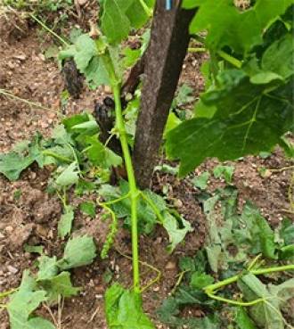 [foto de la noticia]