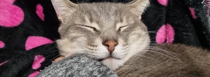 Seguro de mascotas: negocio sostenible, suficientemente rentable y cada vez con más siniestralidad Seguro de mascotas: negocio sostenible, suficientemente rentable y cada vez con más siniestralidad